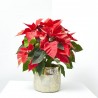 FLOR DE PASCUA PINTADA MACETA 14CM