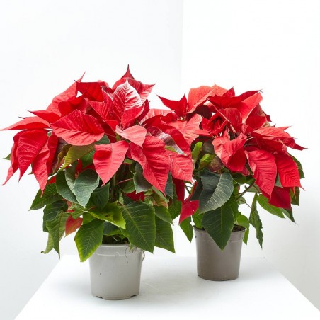 FLOR DE PASCUA PINTADA MACETA 14CM