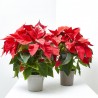 FLOR DE PASCUA PINTADA MACETA 14CM