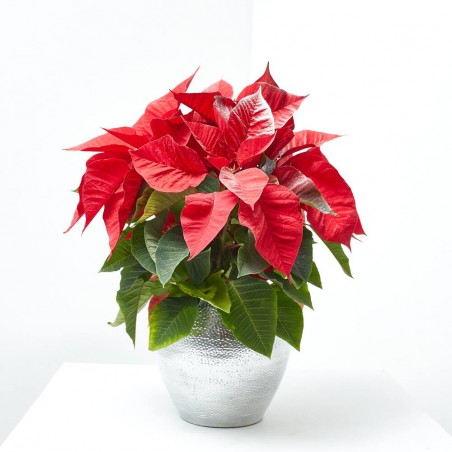 FLOR DE PASCUA PINTADA MACETA 14CM
