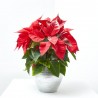 FLOR DE PASCUA PINTADA MACETA 14CM