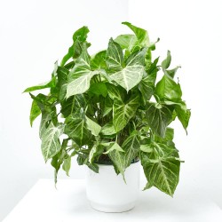 SYNGONIUM ARROW COLGANTE MACETA 15CM