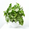SYNGONIUM ARROW COLGANTE MACETA 15CM