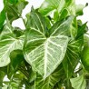 SYNGONIUM ARROW COLGANTE MACETA 15CM