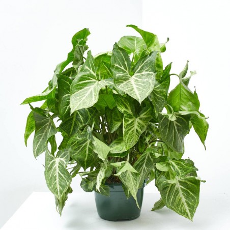 SYNGONIUM ARROW COLGANTE MACETA 15CM