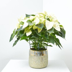 FLOR DE PASCUA MACETA 15CM COLORES