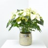 FLOR DE PASCUA MACETA 15CM COLORES