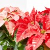 FLOR DE PASCUA MACETA 15CM COLORES
