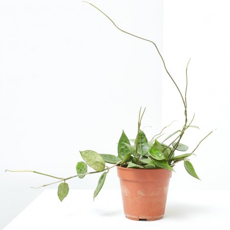 HOYA PARASITICA BLACK EDGE MACETA 12CM