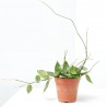 HOYA PARASITICA BLACK EDGE MACETA 12CM
