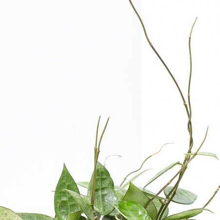 HOYA PARASITICA BLACK EDGE MACETA 12CM
