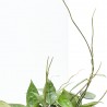 HOYA PARASITICA BLACK EDGE MACETA 12CM