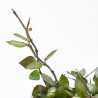 HOYA KRONIANA BLACK LEAVES MACETA 12CM