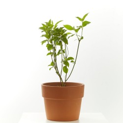 CORNUS MACETA 3 LITROS