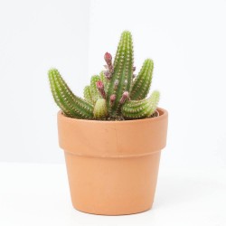 CHAMAELOBIVIA MACETA 14CM