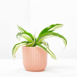 DRACAENA DRAGONTREE MALAIKA M-6