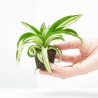 DRACAENA DRAGONTREE MALAIKA M-6