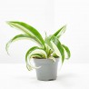 DRACAENA DRAGONTREE MALAIKA M-6