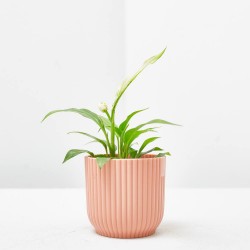 SPATHIPHYLLUM TANNI MACETA 6CM