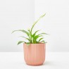 SPATHIPHYLLUM TANNI MACETA 6CM