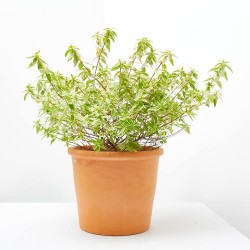 ABELIA VARIEGATA MACETA 3L