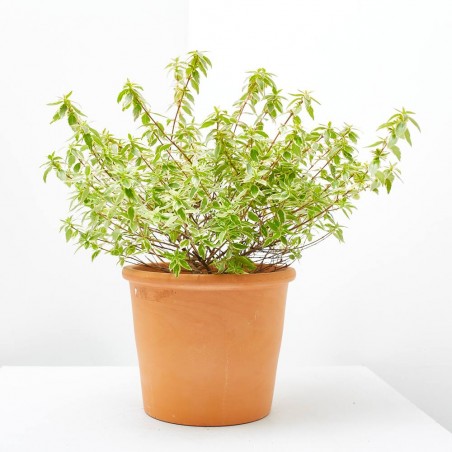ABELIA VARIEGATA MACETA 3L