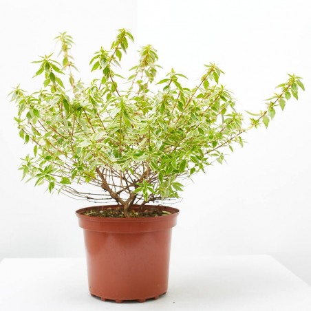 ABELIA VARIEGATA MACETA 3L