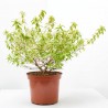ABELIA VARIEGATA MACETA 3L
