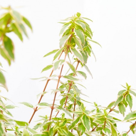 ABELIA VARIEGATA MACETA 3L