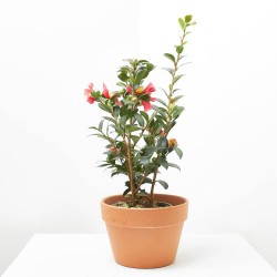 CAMELIA YULETIDE MACETA 14CM