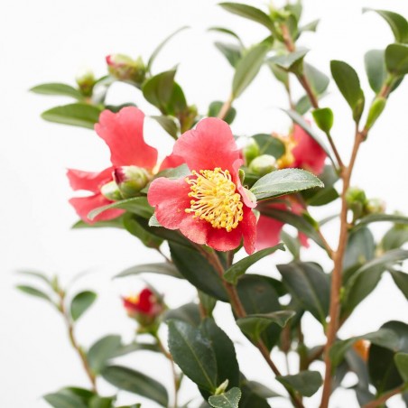 CAMELIA YULETIDE MACETA 14CM