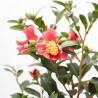 CAMELIA YULETIDE MACETA 14CM