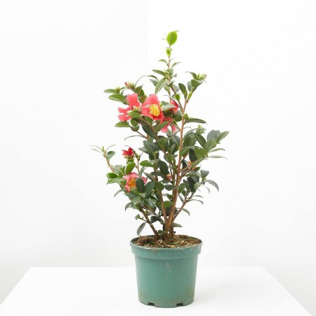 CAMELIA YULETIDE MACETA 14CM