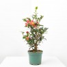 CAMELIA YULETIDE MACETA 14CM