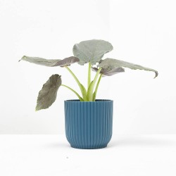 ALOCASIA ANTORO VELVET MACETA 6CM