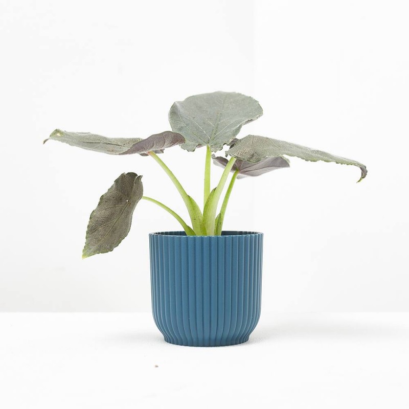 ALOCASIA ANTORO VELVET MACETA 6CM