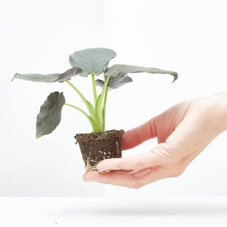 ALOCASIA ANTORO VELVET MACETA 6CM