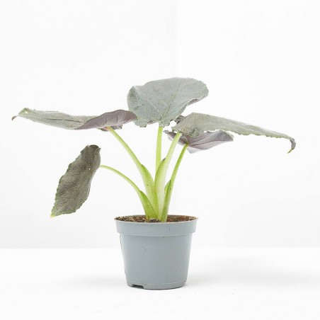 ALOCASIA ANTORO VELVET MACETA 6CM
