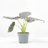 ALOCASIA ANTORO VELVET MACETA 6CM