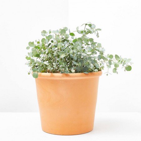 EUCALIPTUS GUNNY MACETA 3L