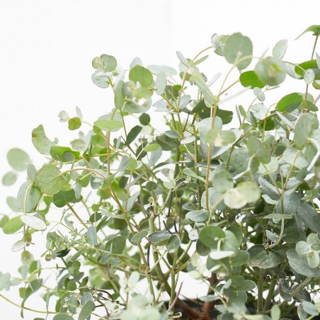 EUCALIPTUS GUNNY MACETA 3L