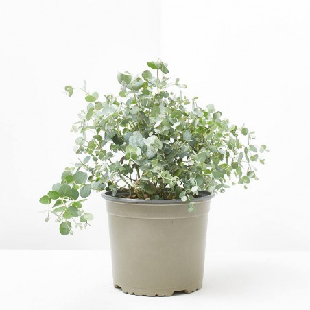 EUCALIPTUS GUNNY MACETA 3L
