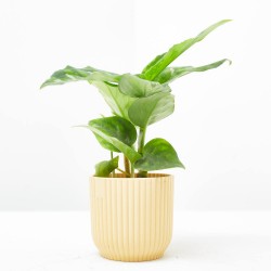 AGLAONEMA PICTUS TRICOLOR MACETA 6CM