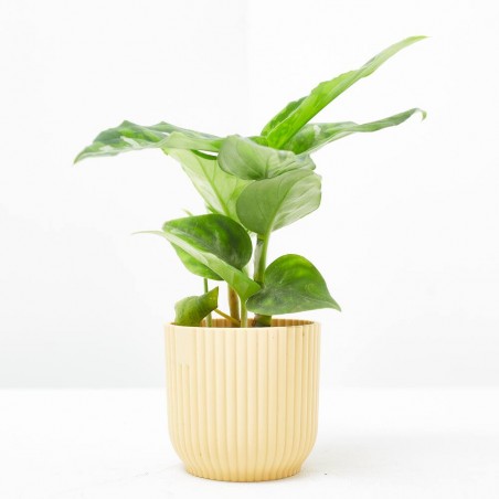 AGLAONEMA PICTUS TRICOLOR MACETA 6CM