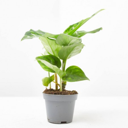 AGLAONEMA PICTUS TRICOLOR MACETA 6CM