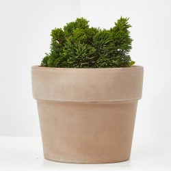 CHAMAECYPARIS OBTUSA NANA GRACILIS 