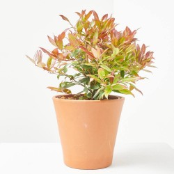 LEUCOTHOE 