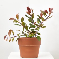 PHOTINIA