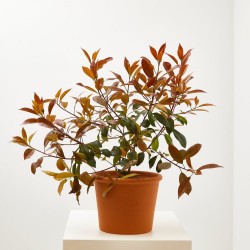 PHOTINIA