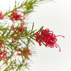 GREVILLEA